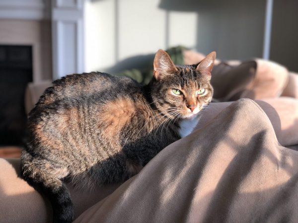 taking care of cats coronavirus covid19 pandemic
