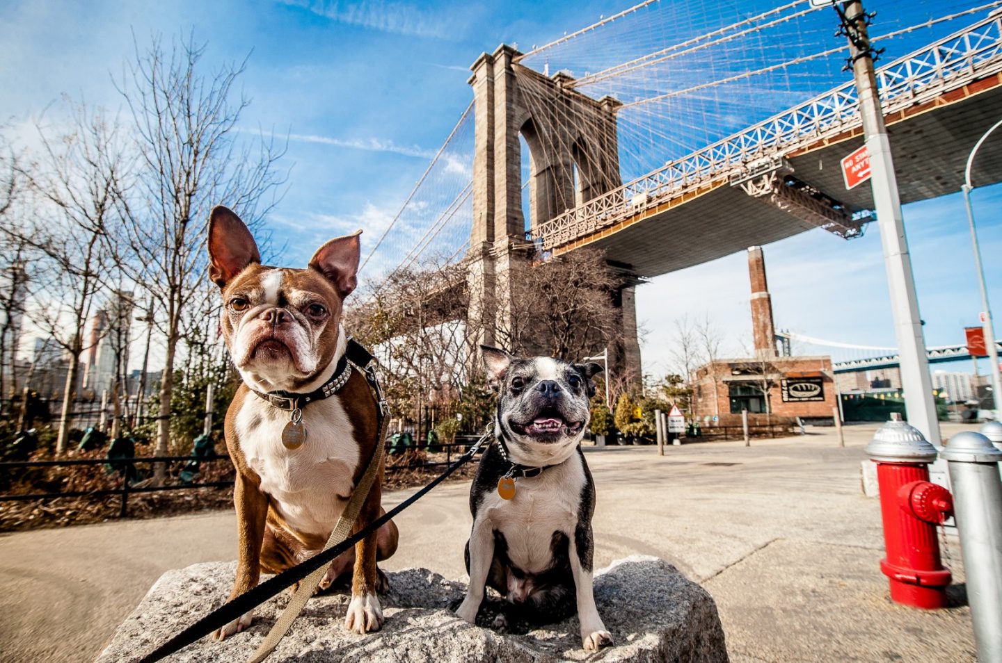 Two Boston Terriers sitting by Brooklyn Bridge in New York