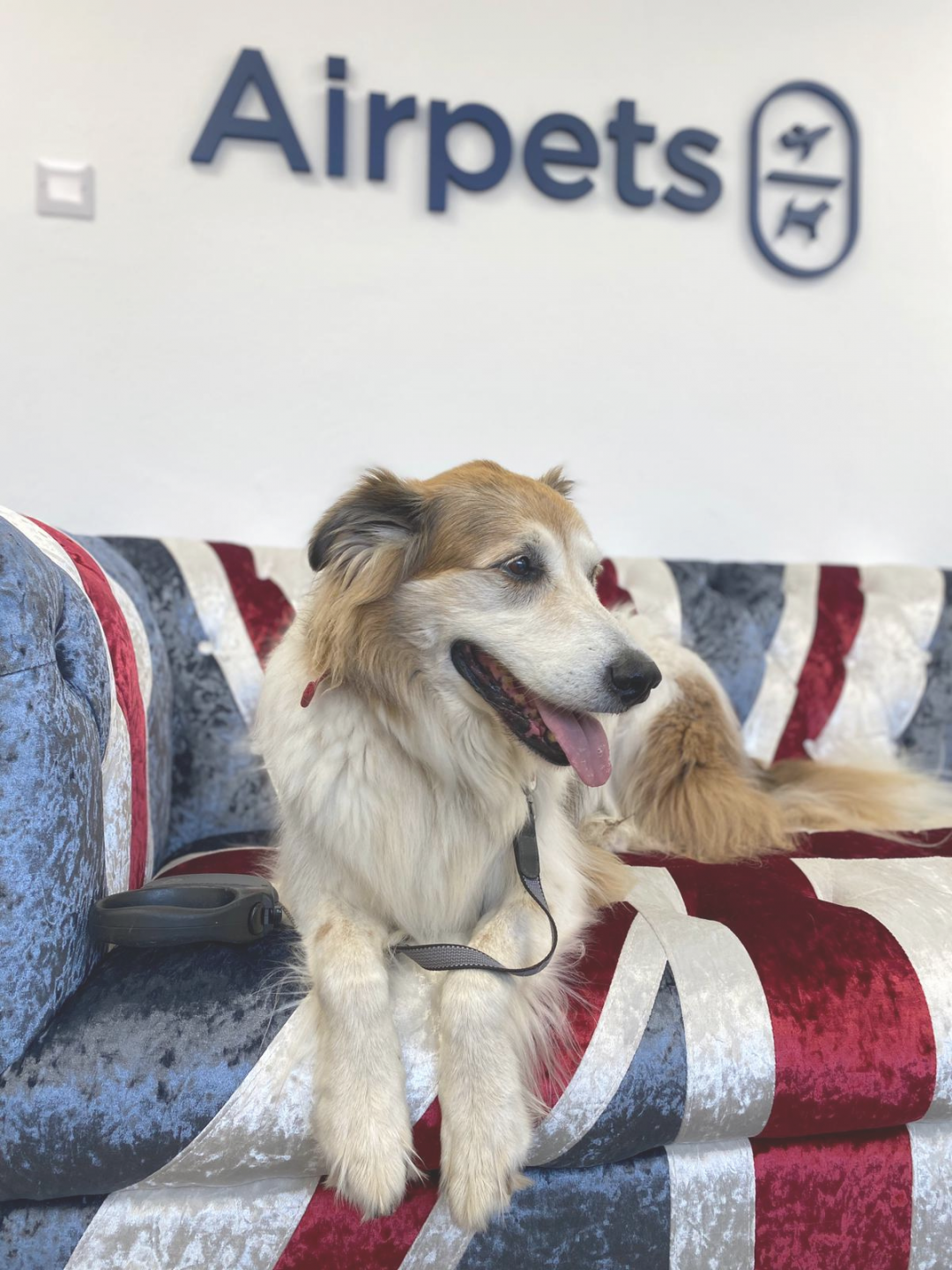 Heathrow Animal Lounge | Airpets