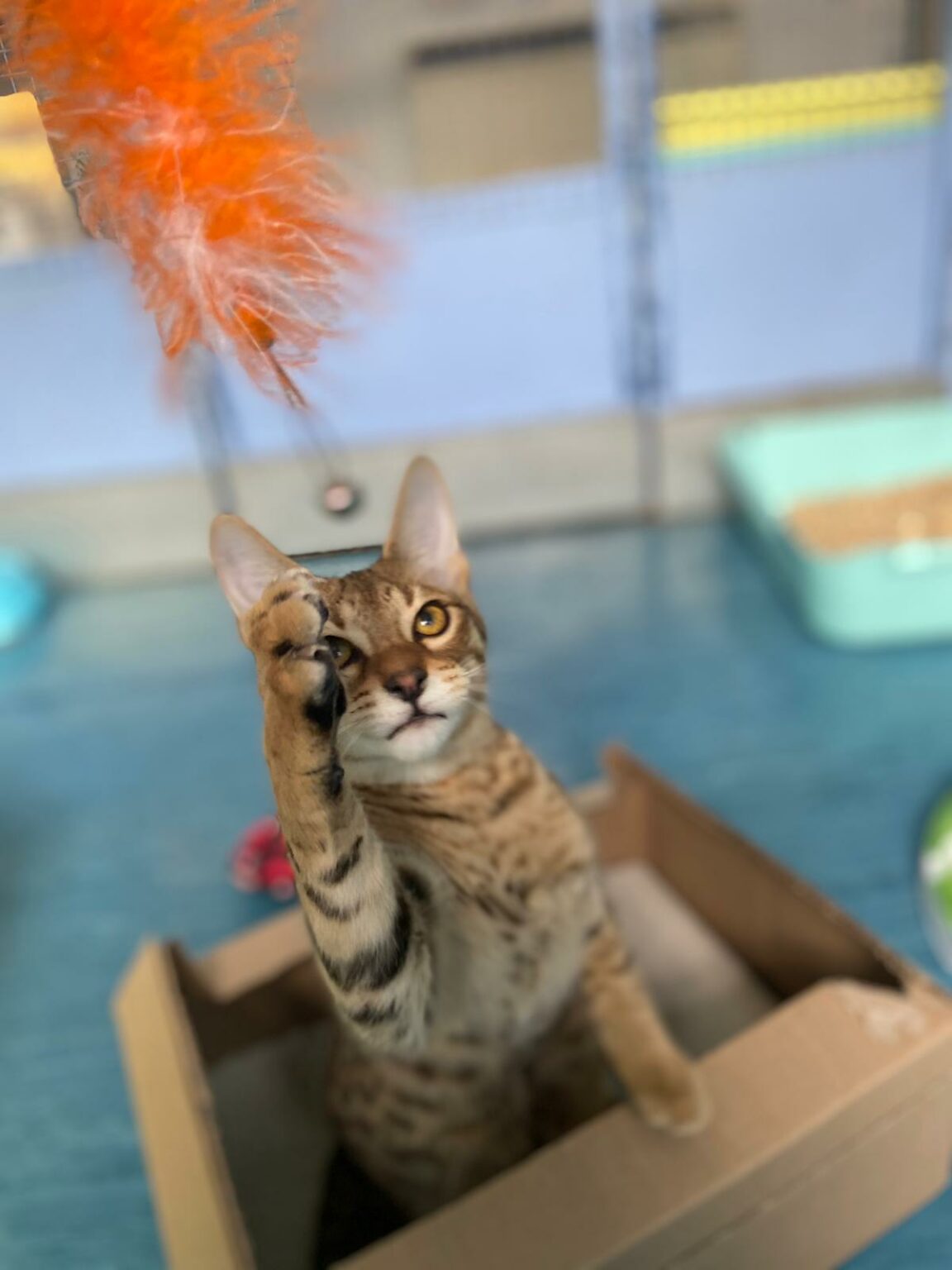 Heathrow Animal Lounge | Airpets