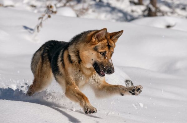 most adventurous dog breeds german shepherd