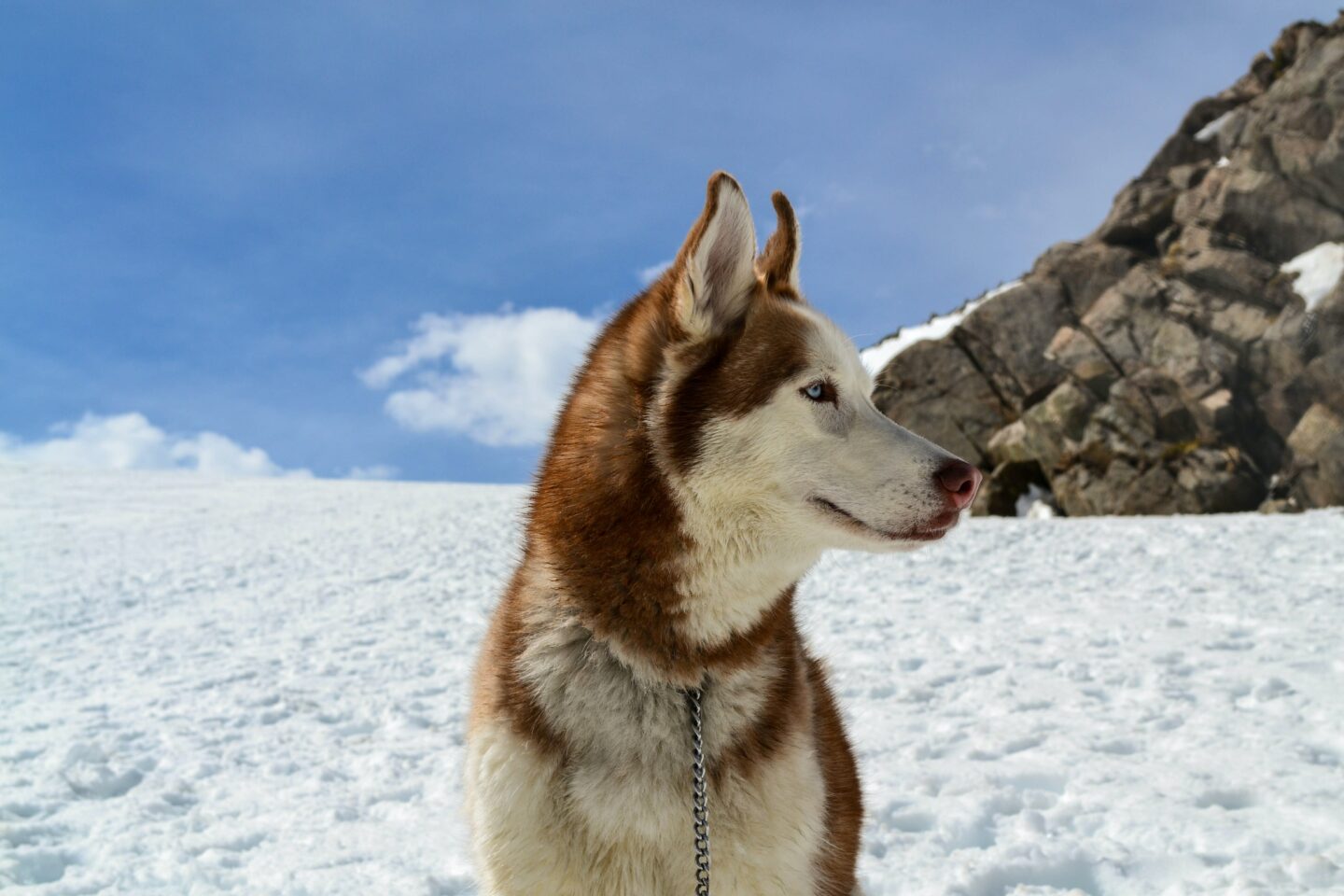 Siberian husky - most adventurous dog breeds 