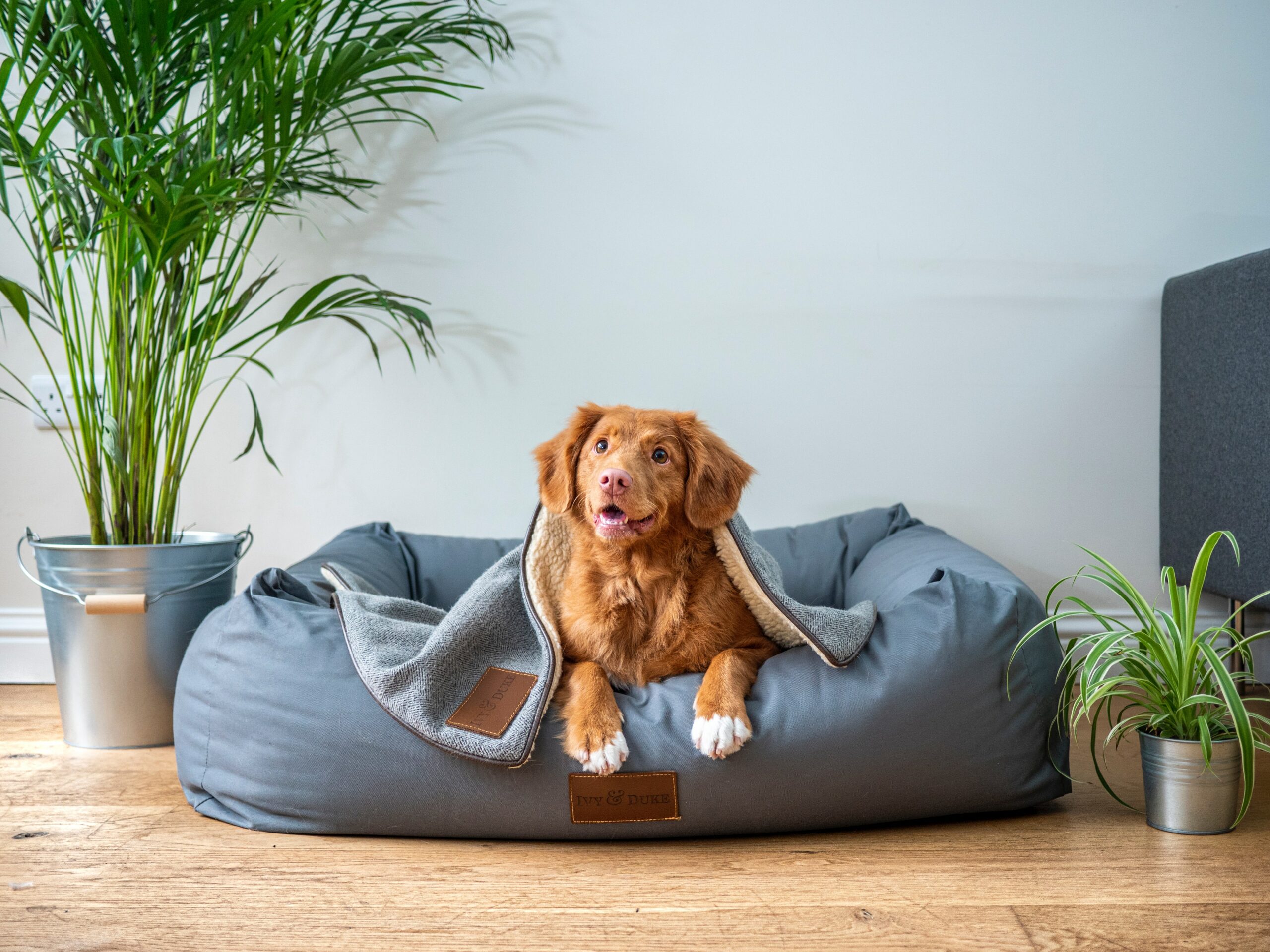 How to Prepare Your Pet for Cargo Travel