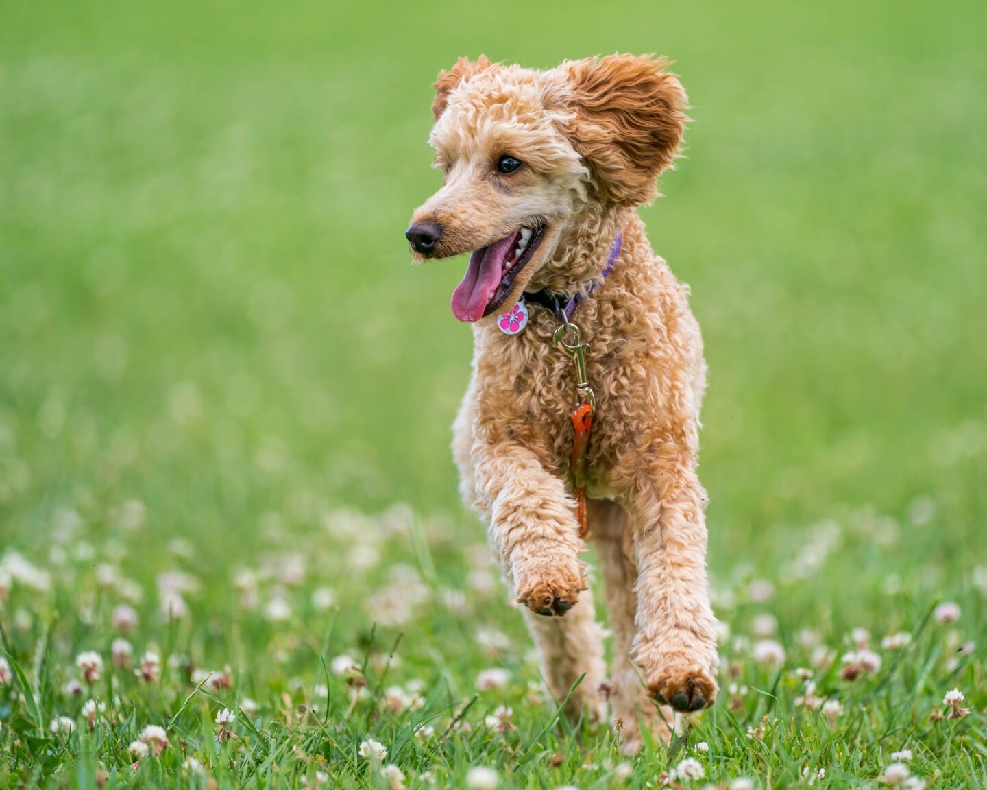 Poodle - most adventurous dog breeds