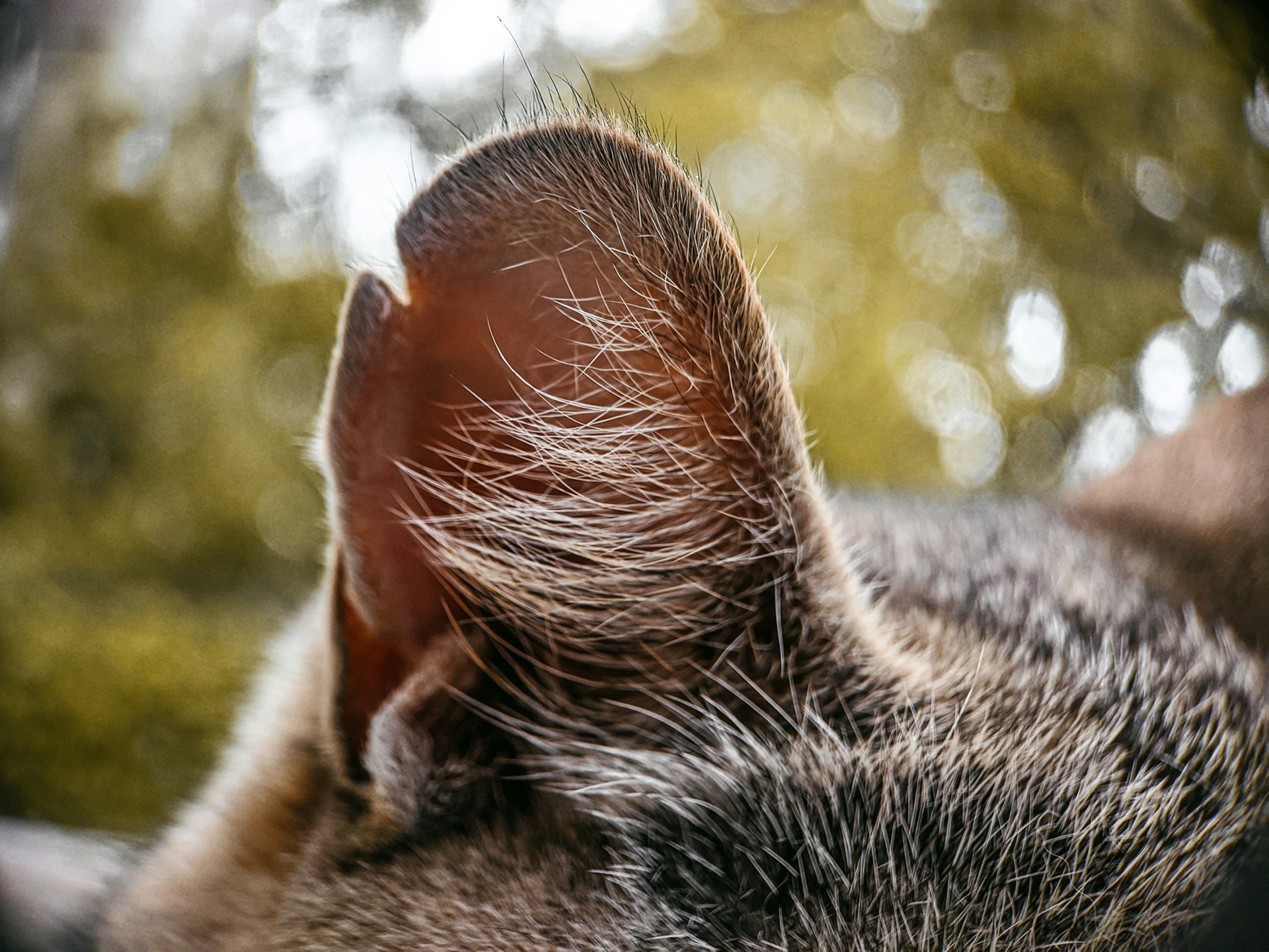 Close-up of dog ear with fine hair detail – canine macro photography outdoors