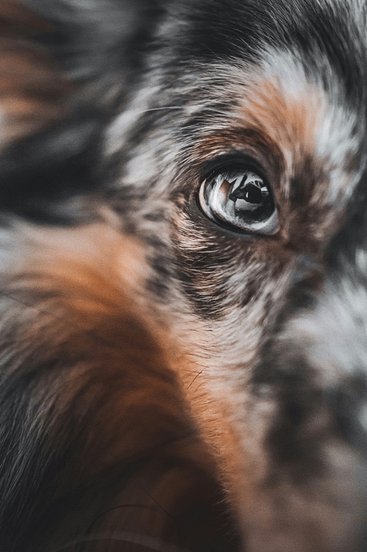 Macro photo of dog eye with fur detail – pet close-up for animal photography