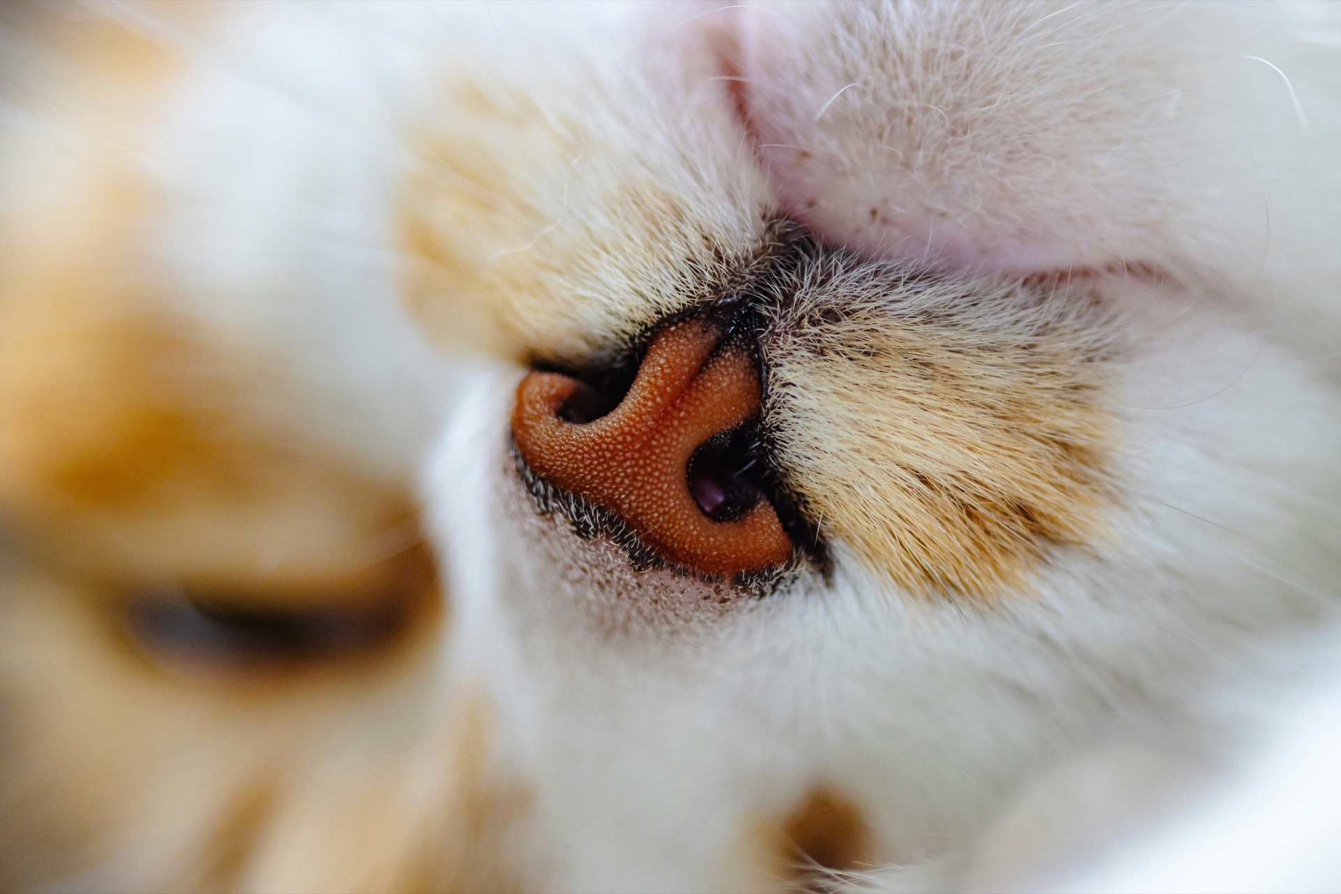Macro shot of ginger and white cat nose – feline close-up with fine fur detail