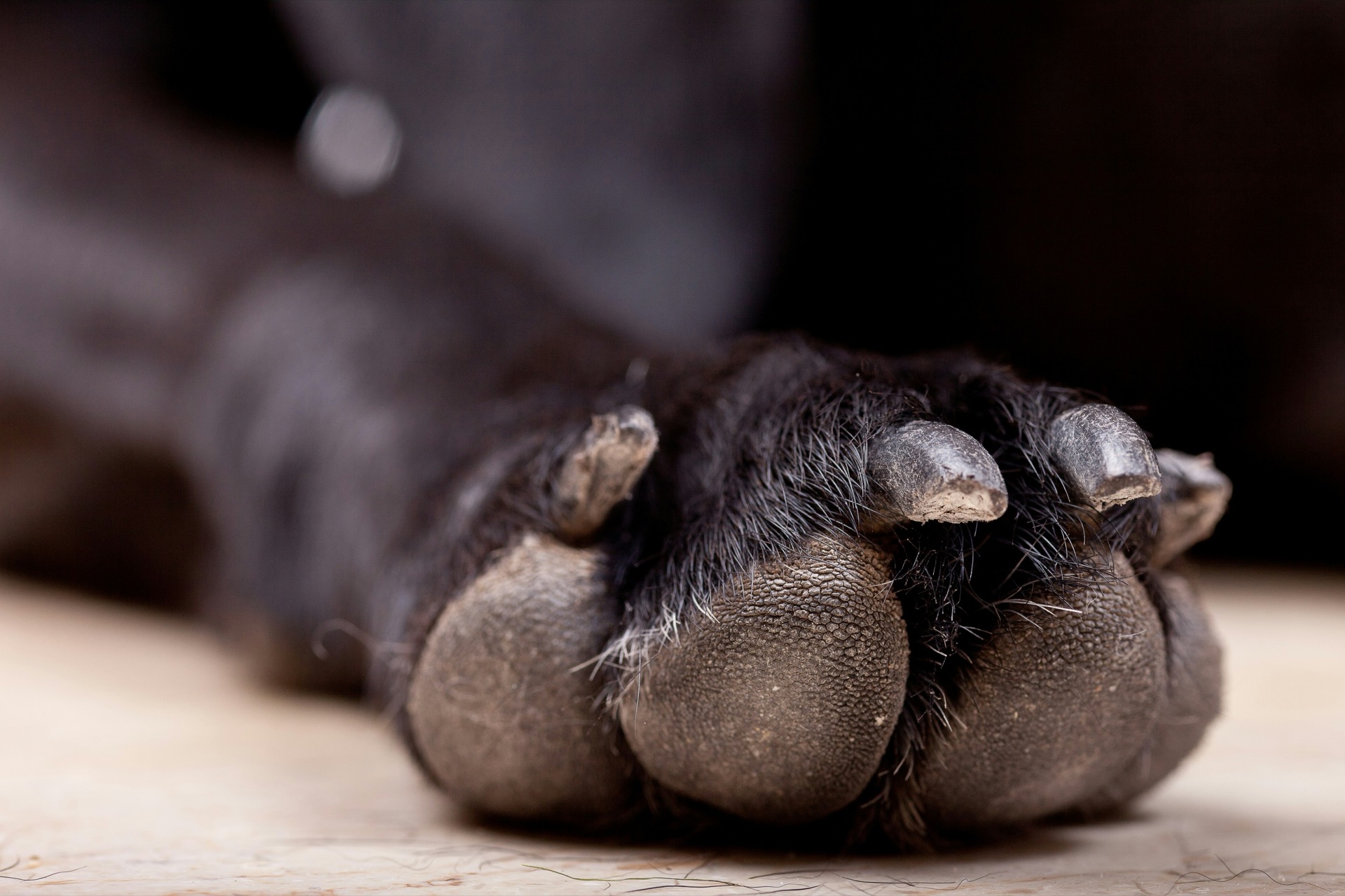 Close-up of black dog paw with visible pads and claws – detailed pet photography
