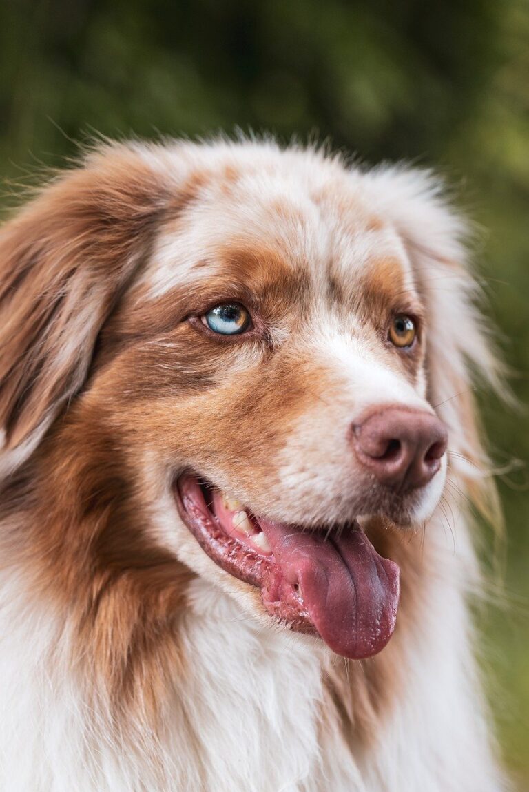 Dog with Albino gene