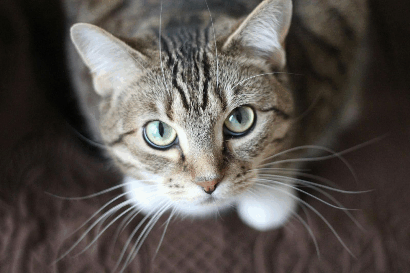 Close-up of a tabby cat with green eyes looking up