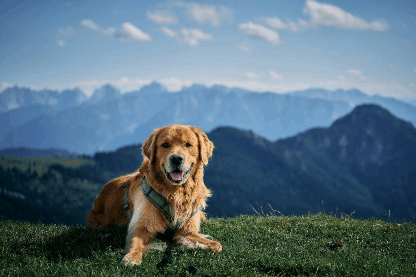 Golden retriever sitting on mountain hill