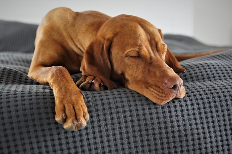 Brown dog sleeping on bed with paws stretched out