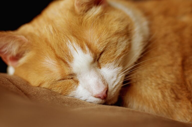 Ginger and white cat sleeping close-up