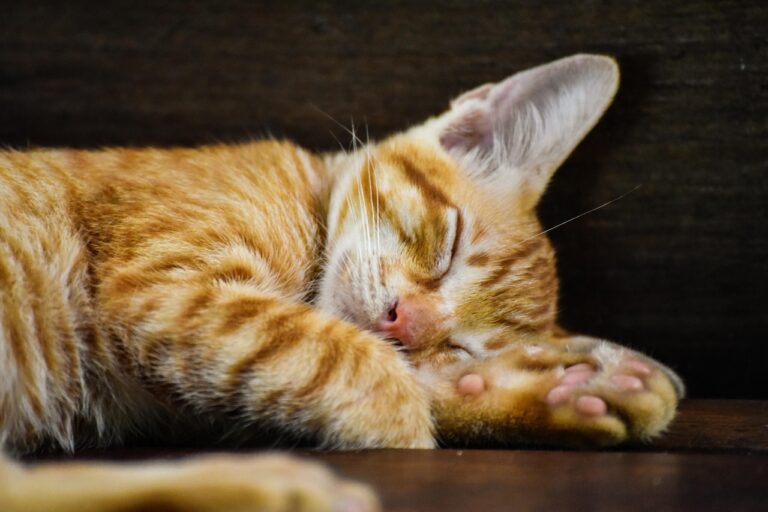 Ginger kitten sleeping curled up indoors