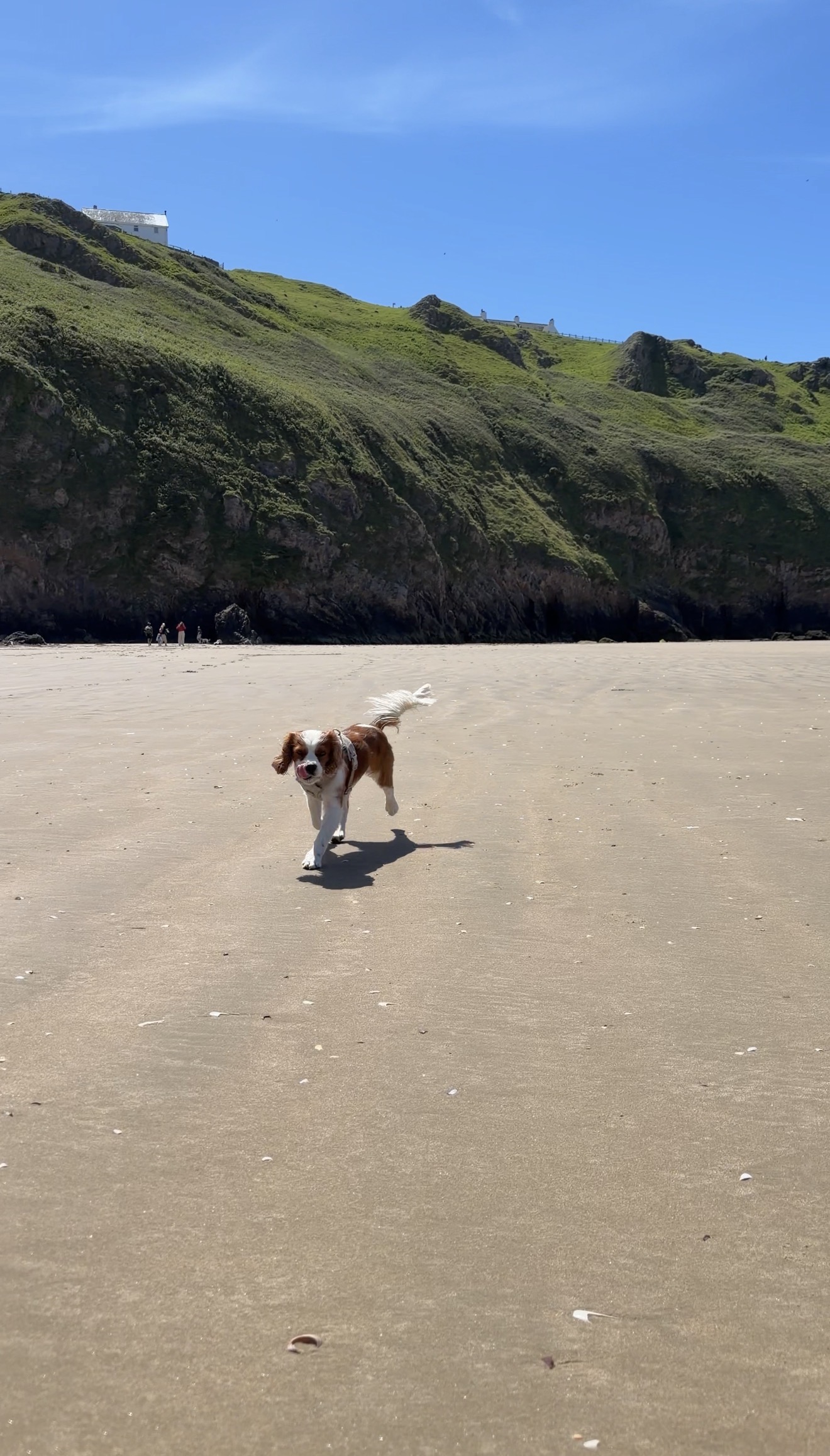The best dog friendly beaches in the UK you can visit all year round
