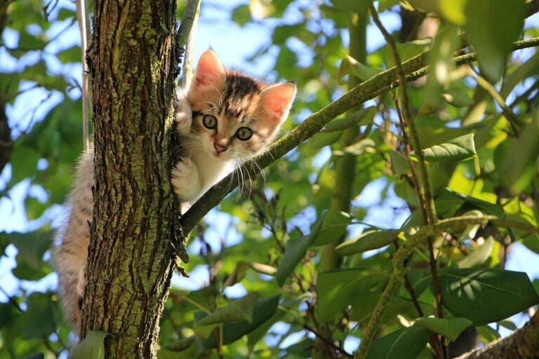 Kitten climbing tree in the sunshine