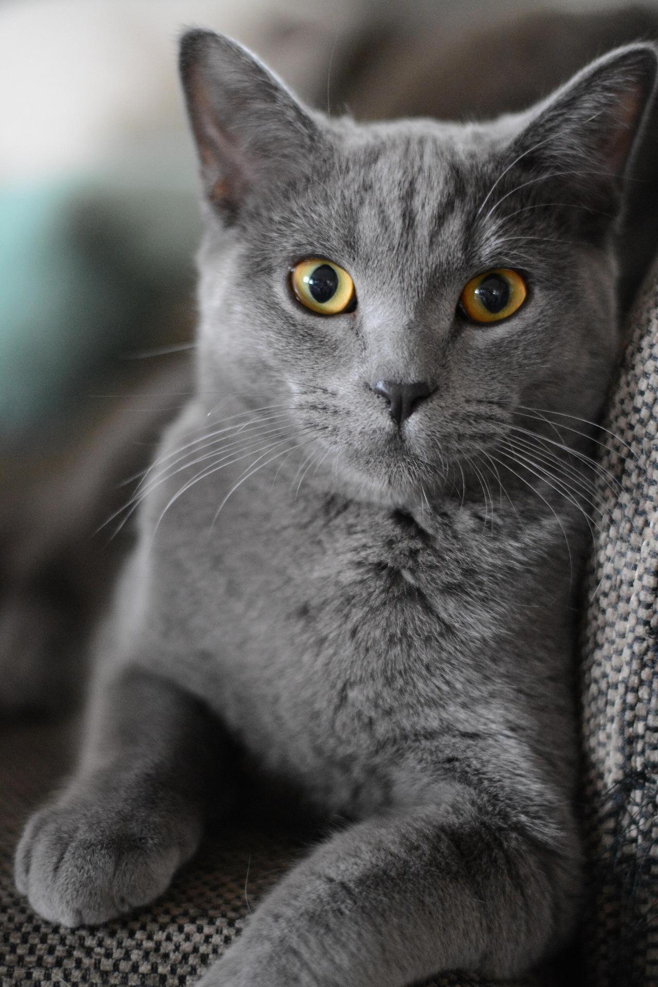 What Happens Before Your Pet Boards a Flight?
