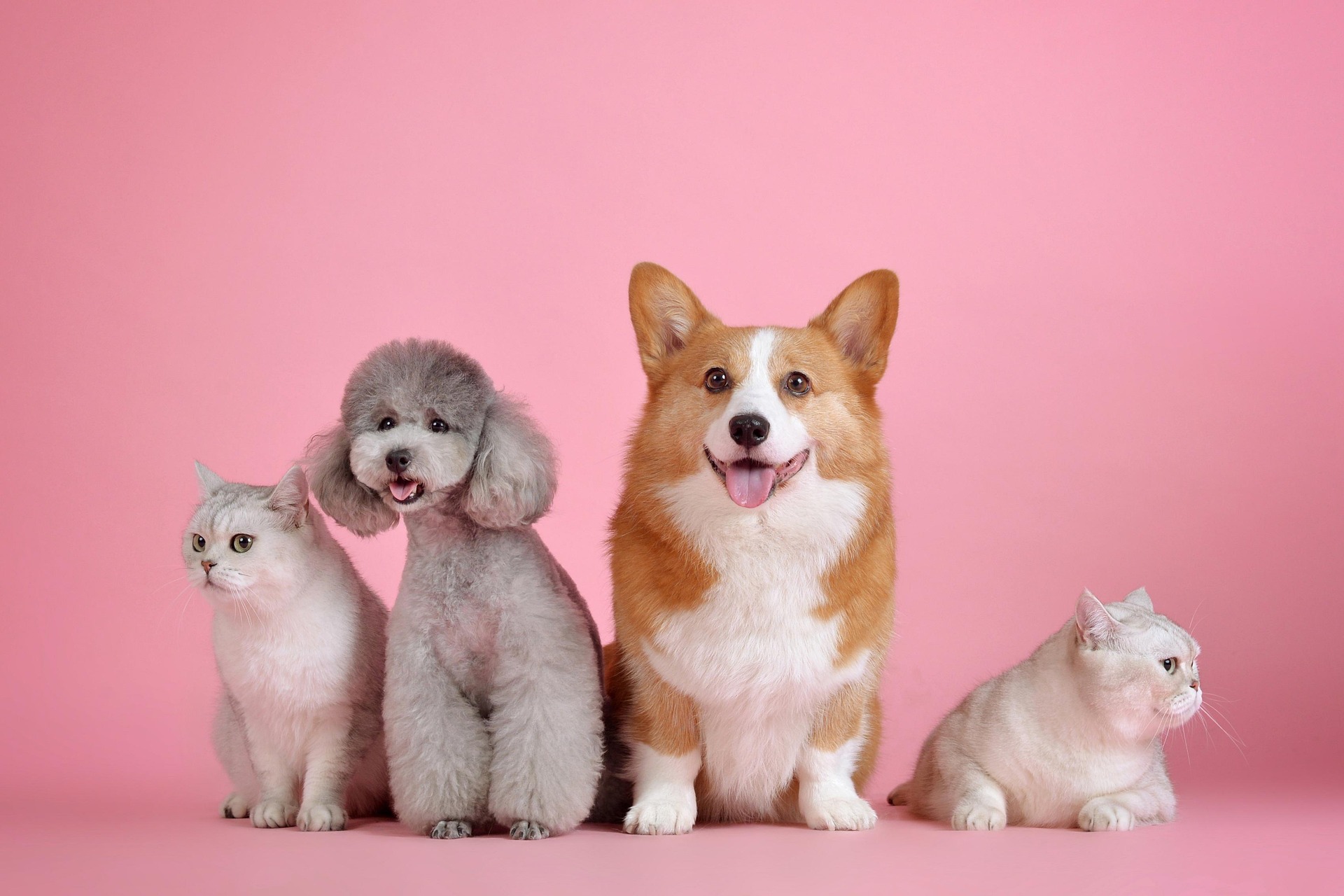 International Shipping for Multiple Pets: How to Plan the Process