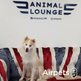 Travelling to New York With Your Pets - Airpets