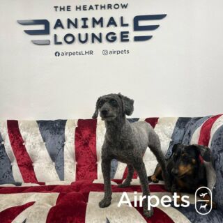 Travelling to New York With Your Pets - Airpets